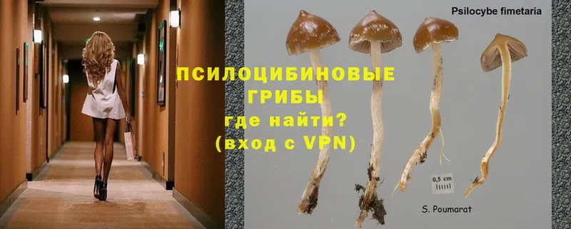 Псилоцибиновые грибы MAGIC MUSHROOMS  где продают   это формула  Кисловодск  omg сайт 